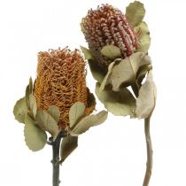Article Banksia coccinea fleurs séchées nature 10pcs