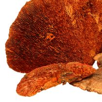 Article Éponge d&#39;arbre orange 1kg