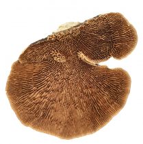 Article Éponge d&#39;arbre petite décoration de champignons d&#39;arbre naturels 4-6cm 1kg