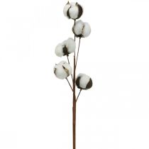 Branche de coton déco Branche déco en coton véritable 5 têtes 50cm