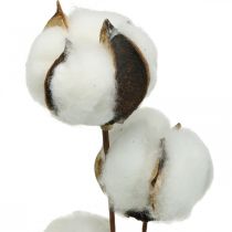 Branche de coton déco Branche déco en coton véritable 5 têtes 50cm