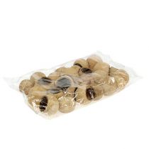 Article Coupe cloche petite naturel 25 pcs