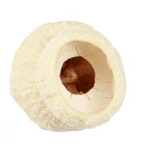 Article Bellgum fruits de cloche séchés blanchis 2,5-3,5 cm 500g