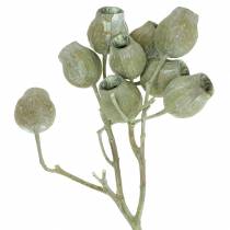 Article Branche de Bellgum Déco séchée 5-7cm Vert blanchi 20 pcs