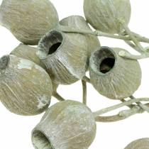 Article Branche de Bellgum Déco séchée 5-7cm Vert blanchi 20 pcs