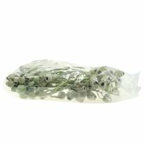 Article Branche de Bellgum Déco séchée 5-7cm Vert blanchi 20 pcs