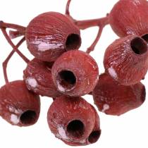 Article Branche de Bellgum séchée 5-7 cm Rouge, blanchie 20 pcs