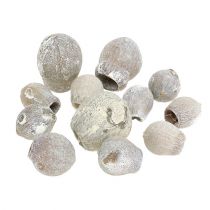 Article Bell gums blanchis Déco séchée exotique 2cm - 5cm 500g