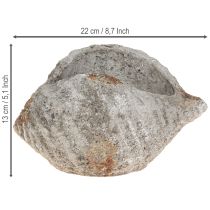 Article Pot de fleurs coquillage pierre gris antique maritime 22×18×13cm