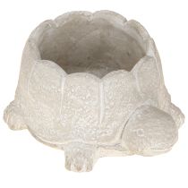 Article Pot de fleurs tortue décoration béton gris blanc 15,5 cm 2 pièces
