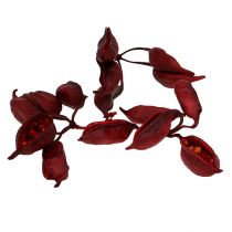 Article Brachyciton Rouge 500g