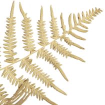 Article Fleurs séchées fougère décorative feuilles de fougère séchées 70cm 10 pcs