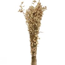 Article Herbe tremblante de fleurs séchées herbe ornementale naturelle Briza 60cm 100g