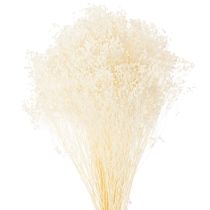 Article Fleurs séchées blanchies Broom Bloom, blanches, longue conservation, 100 g