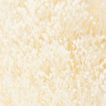 Article Fleurs séchées blanchies Broom Bloom, blanches, longue conservation, 100 g