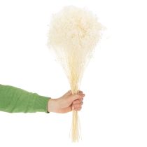 Article Fleurs séchées blanchies Broom Bloom, blanches, longue conservation, 100 g
