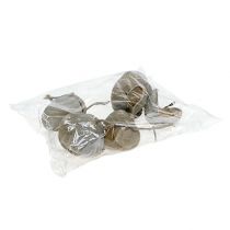 Article Noix de Bouddha séchées Buddha Nuts blanchies 8-10cm 10pcs