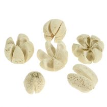 Fleur déco blanchie 12pcs