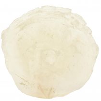 Article Coquilles de Capiz Tranches de Capiz tranches de nacre naturelle 7,5–9,5 cm 300g