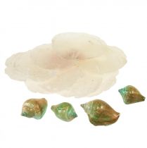 Article Coquille de nacre de Capiz tranches de nacre coquille d&#39;escargot de mer vert 3,5–9,5 cm 750g