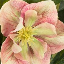 Article Hellébore artificielle en pot, rose de Noël, pour la décoration intérieure, 50 cm