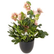 Article Hellébore artificielle en pot, rose de Noël, pour la décoration intérieure, 50 cm
