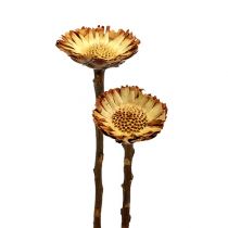 Article Protée Compacta Rosace Couleur naturelle claire Ø6cm 25pcs