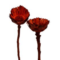 Article Compacta Rosette orange 40 pcs