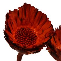 Article Compacta Rosette orange 40 pcs