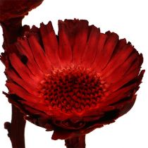 Article Rosace Compacta rouge 40 pcs