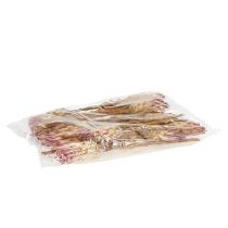 Article Compacta Rose 25 pcs