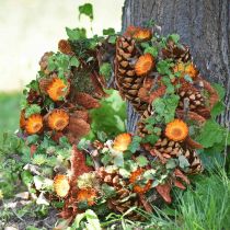 Article Cônes Pinus Maritima 10cm - 15cm Naturel 3 pcs