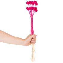 Article Bouquet de craspedias séchées pour l'art floral, 55 cm, 20 pièces