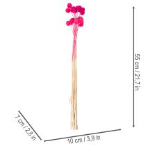 Article Bouquet de craspedias séchées pour l'art floral, 55 cm, 20 pièces