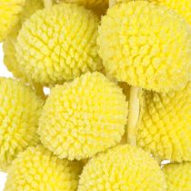 Article Craspedia fleurs séchées colorées jaune-vert 50-55cm 20pcs