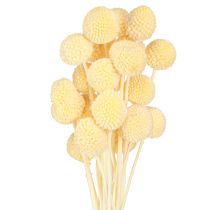 Article Craspédie globuleuse séchée teintée Crème 50-55cm 20pcs