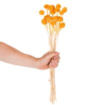 Article Bouquet de craspedias séchées, 55 cm, 20 pièces