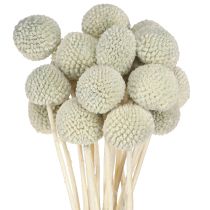 Article Craspedié globuleuse Déco séchée Gris 50-55cm 20pcs