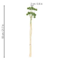 Article Boules de fleurs de Craspedia séchées pour une décoration automnale élégante, 55 cm, 20 pièces