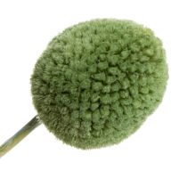 Article Boules de fleurs de Craspedia séchées pour une décoration automnale élégante, 55 cm, 20 pièces