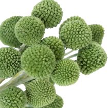 Article Boules de fleurs de Craspedia séchées pour une décoration automnale élégante, 55 cm, 20 pièces