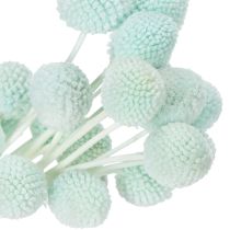 Article Fleurs de Craspedia séchées, bouquet décoratif pour salon, décoration de table, mariage, 55 cm, 20 pièces
