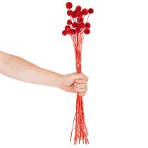 Article Fleurs de Craspedia séchées et teintées, à longues tiges, 55 cm, 20 pièces