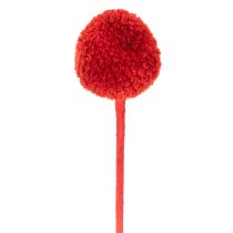 Article Fleurs de Craspedia séchées et teintées, à longues tiges, 55 cm, 20 pièces