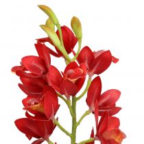 Orchidée Cymbidium rouge 78 cm