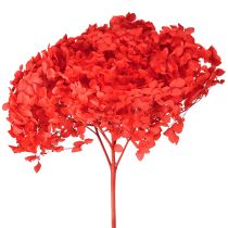 Article Hortensia décoratif séché préservé rouge Ø 20 cm 1 pièce