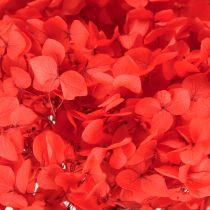 Article Hortensia décoratif séché préservé rouge Ø 20 cm 1 pièce