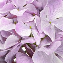 Article Décoration Hortensias Fleurs Artificielles Fleur Violette Ø18cm 69cm 2pcs