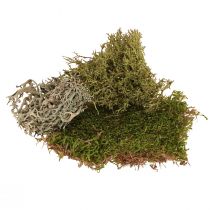 Article Mousse stabilisée et lichen pour compositions florales 250g