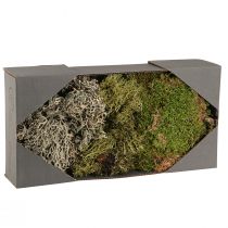Article Mousse stabilisée et lichen pour compositions florales 250g